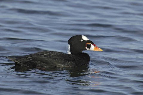 Surf Scoter (Melanitta perspicillata) male, California, USA
