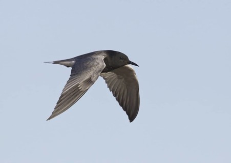 Black Tern (Chlidonias niger) flying, North Dakota, USA