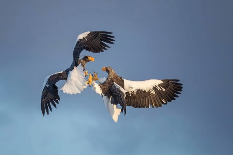 Steller's Sea Eagle (Haliaeetus pelagicus) fighting in flight, Hokkaido, Japan