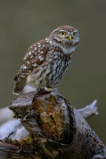Little Owl (Athene noctua), male on dead apple tree branch, biosphere reserve, Swabian Alb,