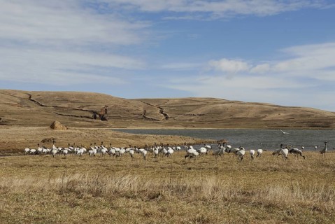 Black-necked Crane (Grus nigricollis), Dashanbo, China