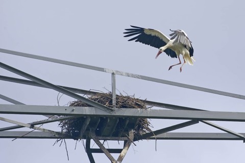 White Stork (Ciconia ciconia) nest, Netherlands