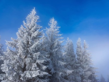 Icy conifers against blue sky, Farrenpoint, Mangfallgebirge, Bad Feilnach, Upper Bavaria, Bavaria,