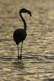 Greater Flamingo (Phoenicopterus roseus), Camargue, France