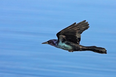 Boat-tailed Grackle (Quiscalus major) male flying, Florida, USA