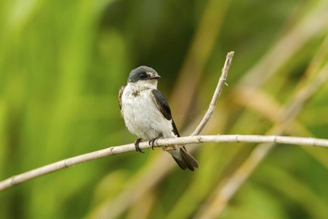 Mangrove Swallow Tachycineta albilinea San Blas, Nayarit, Mexico 6 June Adult in worn plumage.