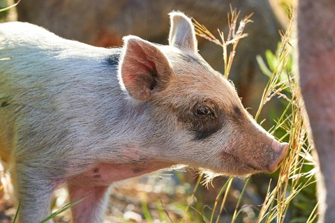 A piglet looks at its surroundings with interest, farm animals, Mani Peninsula, Peloponnese, Greece