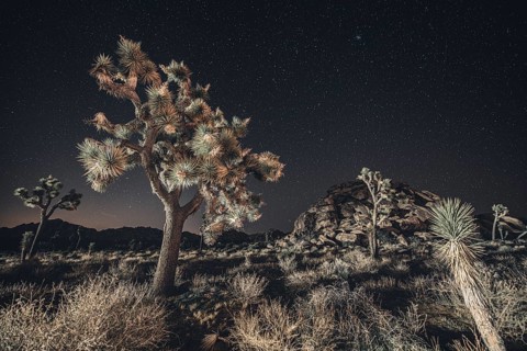 Starry sky in Joshua Tree National Park