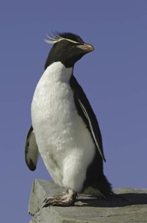 Southern Rockhopper Penguin (Eudyptes chrysocome), Falkland Islands