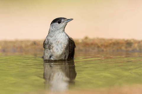 Eurasian Blackcap (Sylvia atricapilla) male bathing, Eilat, Israel
