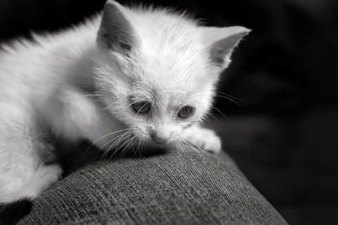 White kitten, felidae (Felis silvestris catus), lying down and resting, close-up, monochrome,