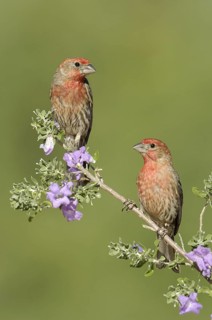 House Finch (Haemorhous mexicanus) male, Arizona, USA