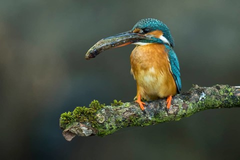 Common Kingfisher (Alcedo atthis) female perched on a branch with a fish in its beak, Lower Saxony,