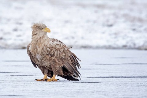 White-tailed Eagle (Haliaeetus albicilla), Poland