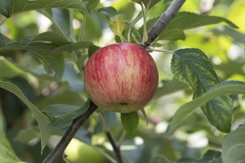 Apple (Malus domestica 'Nela'), Bavarian Fruit Centre, Germany