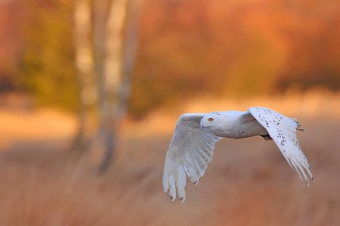 Snowy owl sitting on the snow in the habitat. Cold winter with white bird. Wildlife scene from