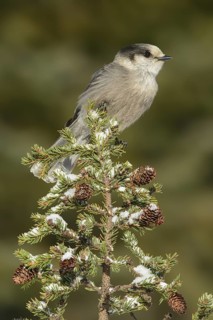 Grey Jay (Perisoreus canadensis), Alaska, USA