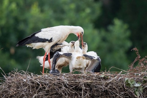 White Stork (Ciconia ciconia) feeding young in nest, North Rhine-Westphalia, Germany