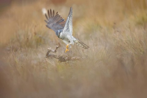 A female northern goshawk is captured mid-flight, elegantly landing on a branch in its natural