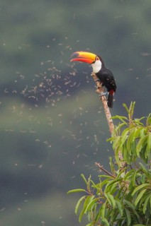 Toco Toucan (Ramphastos toco) perched on a branch in the Atlantic rainforest of southeast Brazil