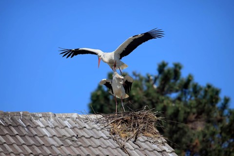 White stork, (Ciconia ciconia), stork marriage, mating, Baden-Württemberg, Germany