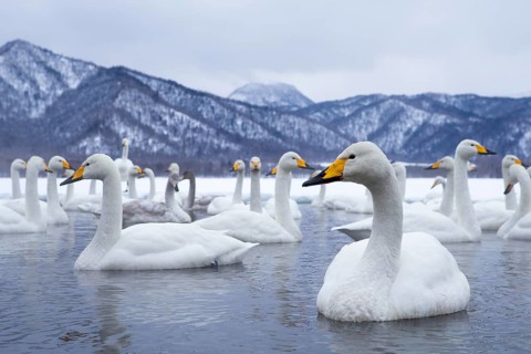 Whooper Swan (Cygnus cygnus) group, Hokkaido, Japan