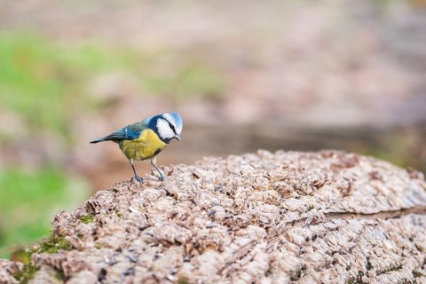 A Blue Tit (Cyanistes caeruleus) stands on a rough, textured tree trunk in a Forest, displaying