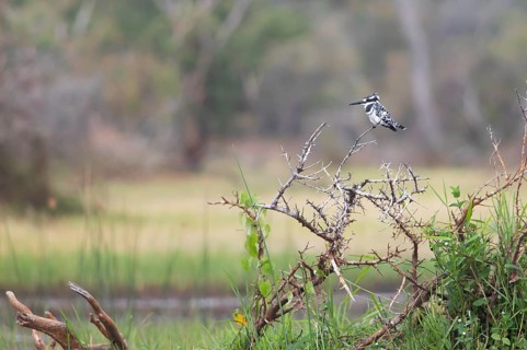 Grey Kingfisher (Ceryle rudis), Kingfisher, Akagera National Park or Kagera National Park, Eastern