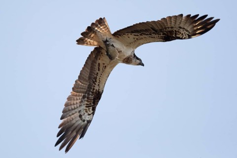 An osprey flies in the sky with prey fish, Müritz region, Mecklenburg-Vorpommern, Germany