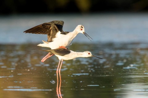 Black-winged Stilt (Himantopus himantopus) pair mating, Camargue, France