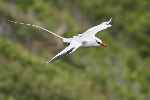 Red-billed Tropicbird (Phaethon aethereus) flying, Trinidad and Tobago