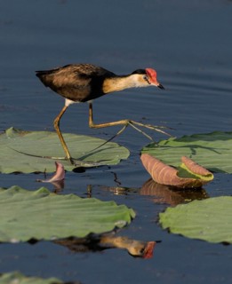 Comb-crested Jacana (Irediparra gallinacea), Northern Territory, Australia