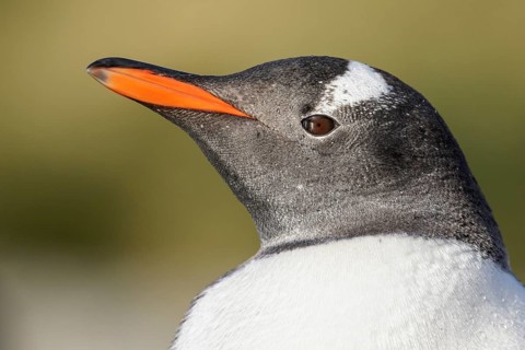 Gentoo Penguin (Pygoscelis papua) perched on tussock grass on South Georgia Island