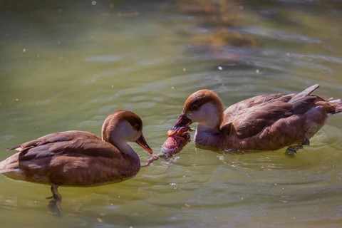 Two female red-crested pochards (Netta rufina) fight over a grass frog (Rana temporaria) and try to