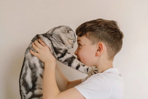 A young boy lovingly holds a Scottish Fold cat, its signature folded ears and unique coat on
