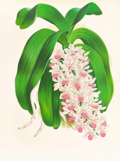 Orchid, Saccolabium giganteum var illustre, authentic reproduction of an illustration by Jean Jules