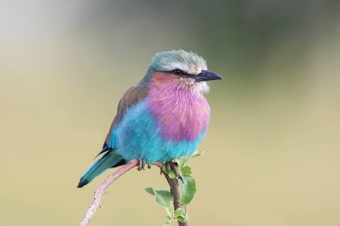 Lilac-breasted Roller (Coracias caudatus) perched on a branch, Serengeti, Tanzania
