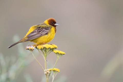 Red-headed Bunting - Braunkopfammer - Emberiza bruniceps, Kyrgyzstan, adult male