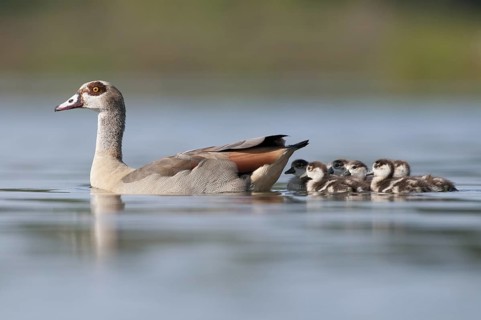 Egyptian Goose (Alopochen aegyptiaca) juvenile, Thuringia, Germany