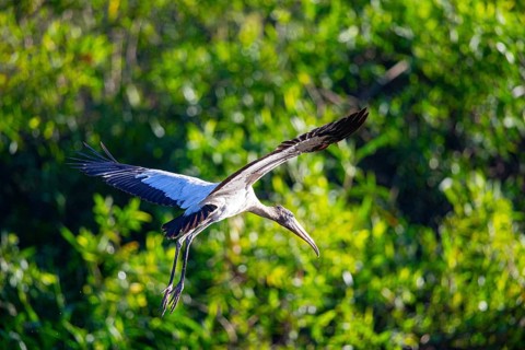 Forest stork (Mycteria americana) Pantanal Brazil