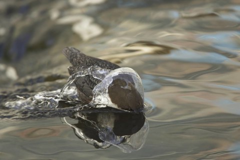 White-throated Dipper (Cinclus cinclus) juvenile, Germany