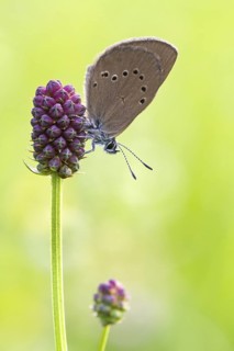 Dunkler Wiesenknopf-Ameisenbläuling (Phengaris nausithous, Syn.: Maculinea nausithous und