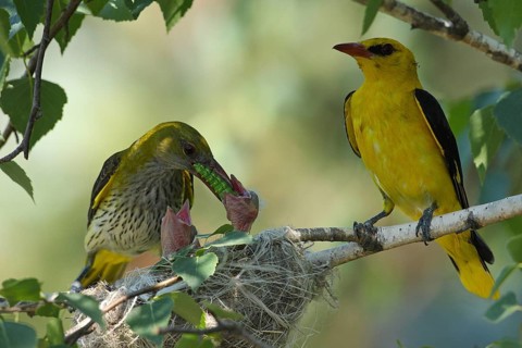 Eurasian Golden Oriole (Oriolus oriolus) female feeds chicks in nest, Bulgaria