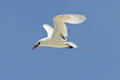 Red-tailed Tropicbird (Phaethon rubricauda), Hawaii, USA