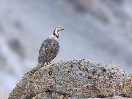 Himalayan Snowcock (Tetraogallus himalayensis), Ladakh, India