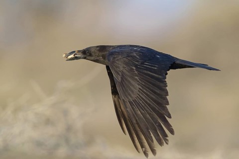 Desert Raven, (Corvus ruficollis), Animals, Birds, Aerial view, Middle East, Quarayyat, Muscat,