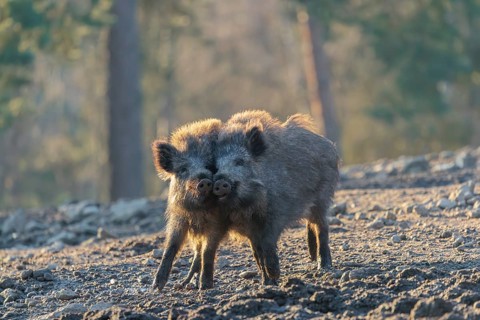 Two young wild boars (Sus scrofa) play fighting and dominance on a frozen field on a sunny day. A