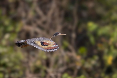 Sun rail (Eurypyga helias), in flight, Pantanal, Brazil