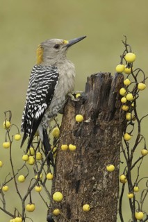 Golden-fronted Woodpecker (Melanerpes aurifrons), Texas, USA