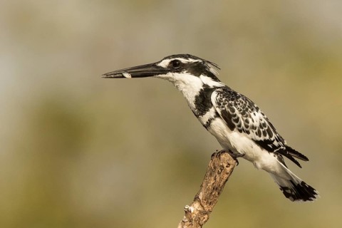 Pied Kingfisher (Ceryle rudis) male with fish in beak, Gambia